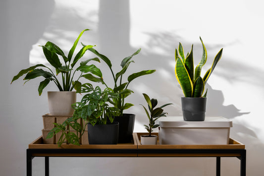 10 Ways to Make Your Home More Natural and Toxin-Free in 2025