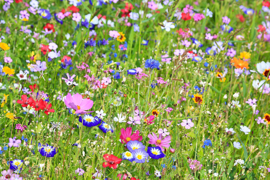 Wild & Wonderful - Celebrating No Mow May 2025. Let Your Lawn Bloom for Bees!