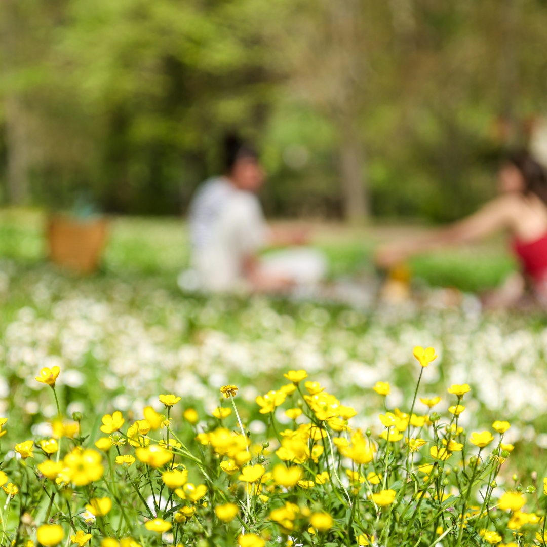 Sun and Summer Plastic-Free Picnic Essentials